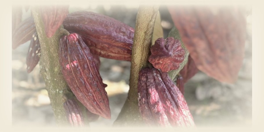 A-Legacy-Rooted-in-the-Ariari-River