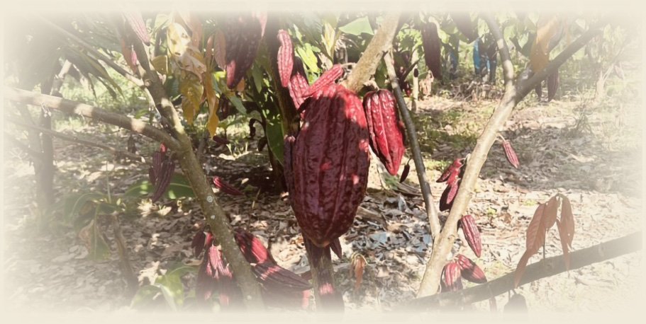 Premium-Cocoa-Beans-Grown-in-Unique-Cadmium-Rich-Soil