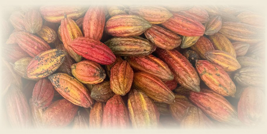 Preserving-Heritage,-Shaping-the-Future-of-Cocoa-Growth-in-Colombia
