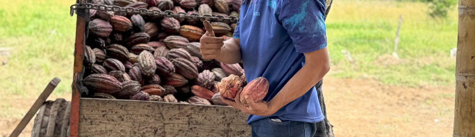 The Ultimate Guide to Cacao Fruit Benefits, Uses, and Origins Caia