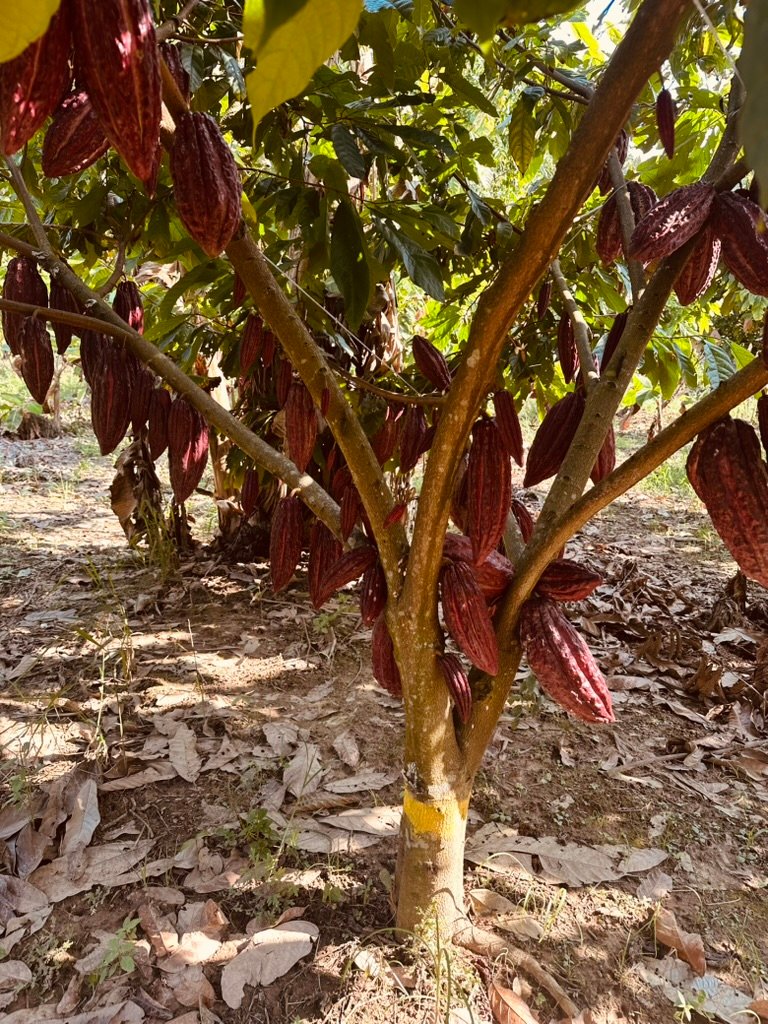 Premium-Cocoa-Beans-Grown-in-Unique-Cadmium-Rich-Soil