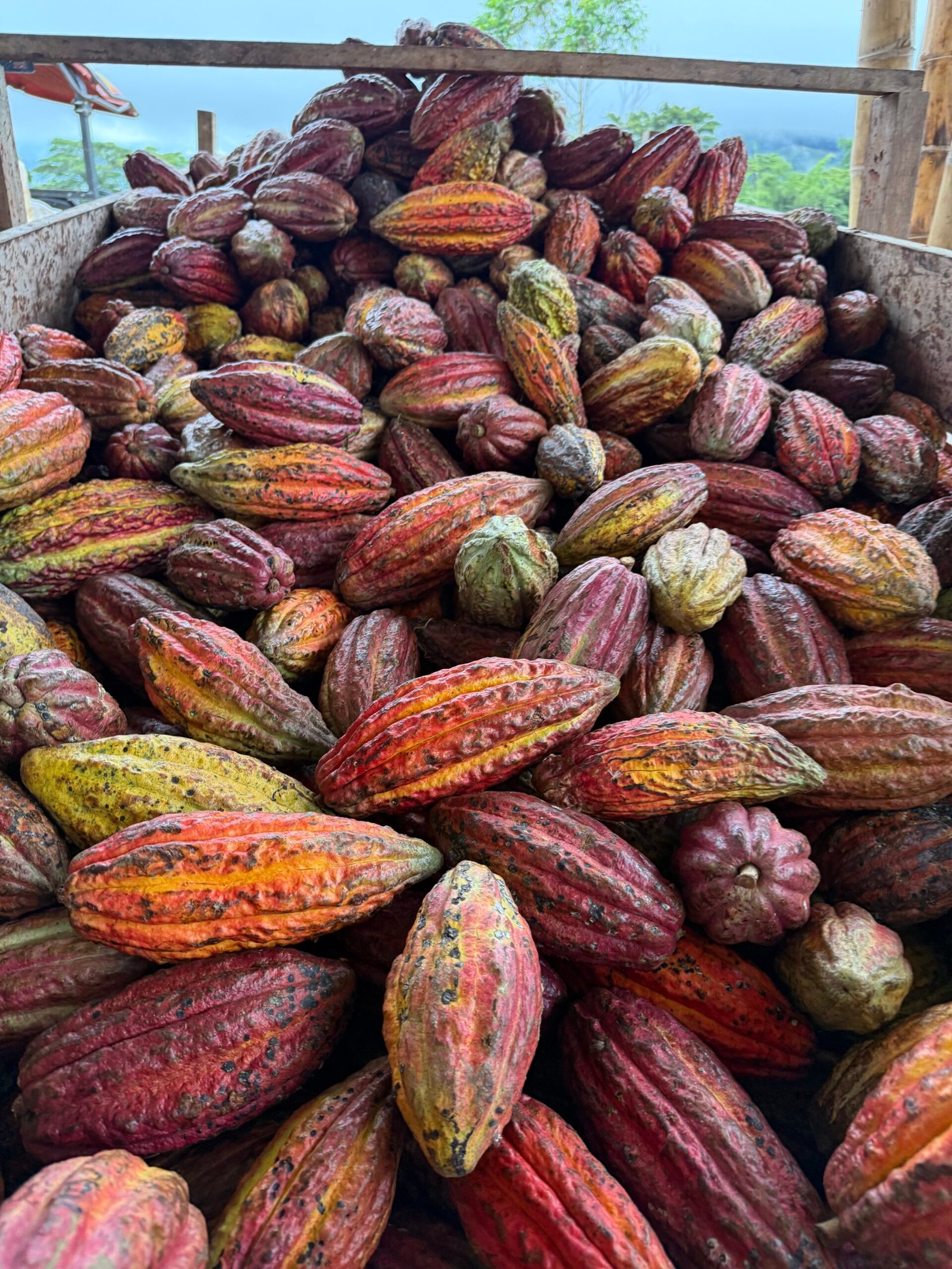 Preserving-Heritage,-Shaping-the-Future-of-Cocoa-Growth-in-Colombia